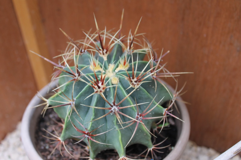 Mes cactus de fin Aout 2014! 27_aou10