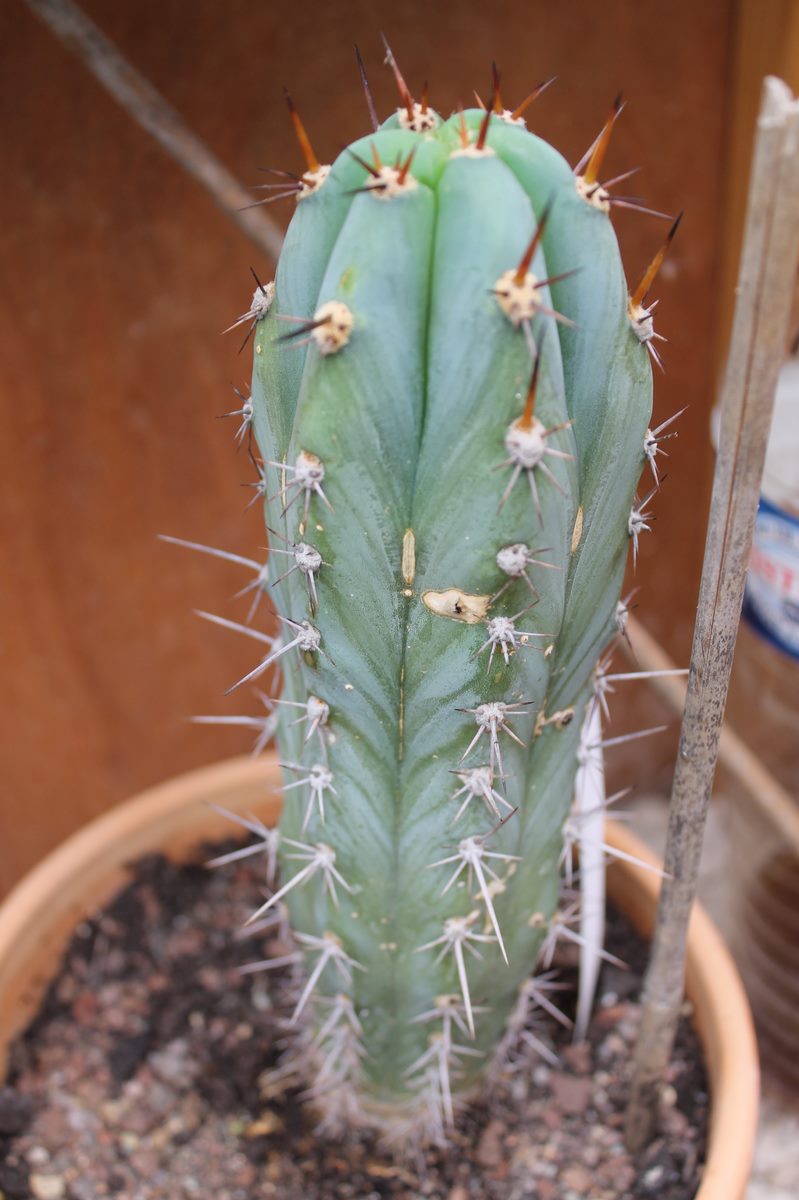 Mes cactus de fin Aout 2014! 27_aou12
