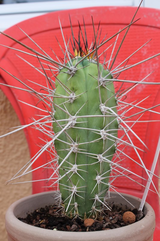 Mes cactus de fin Aout 2014! Sept_210