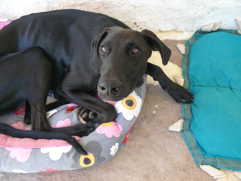 Florence Squelette de Merida à l'adoption  Scooby France    Adoptée  - Page 38 05710