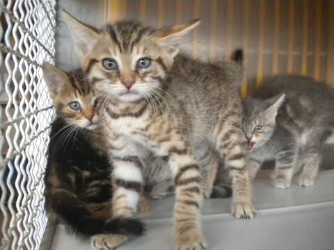 Heos Chaton Male Tigre Marron