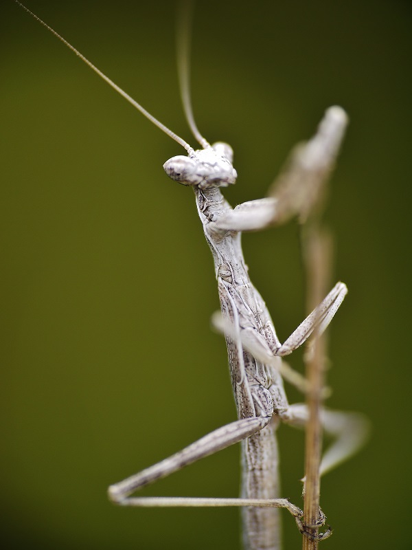 Essais sur Mantes Garrig10