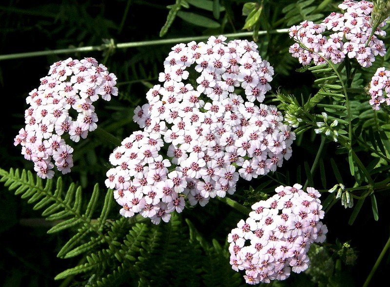 LES FLEURS DE L’ARREE 1ère partie Achill10