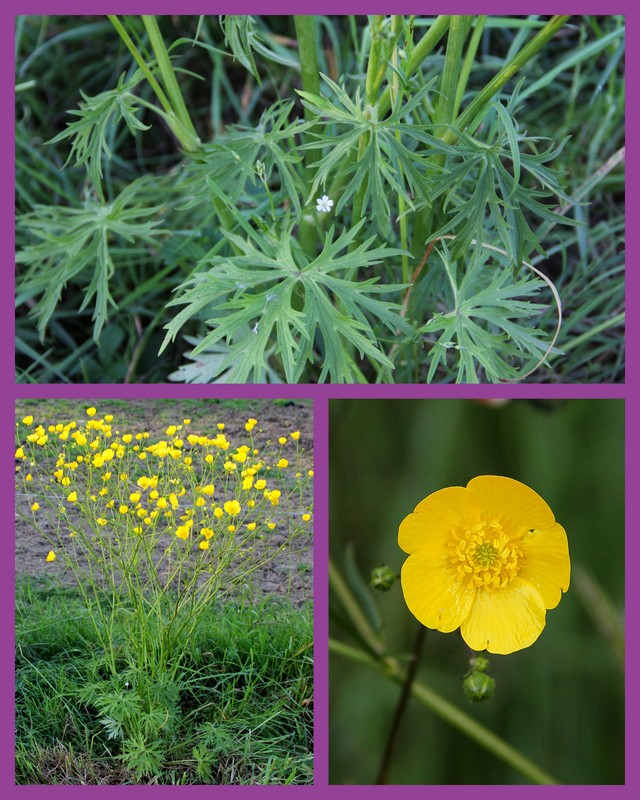 LES FLEURS DE L’ARREE 1ère partie Renonc10