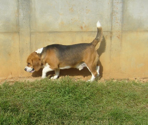 GRANOLA - beagle 3 ans - Refuge de l'Angoumois à Mornac (16) Granol10