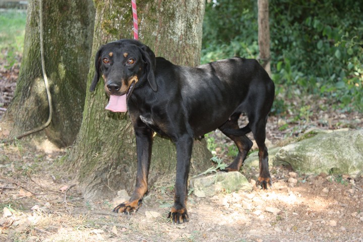 GUCCI- x bruno du jura 2 ans - Refuge de l'Angoumoisà Mornac (16) Img_9312