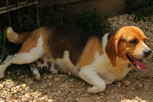 KATOU - beagle 5 ans - Refuge de l'Angoumois à Mornac (16) Katou210