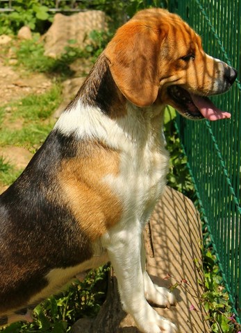 KATOU - beagle 5 ans - Refuge de l'Angoumois à Mornac (16) Katou310