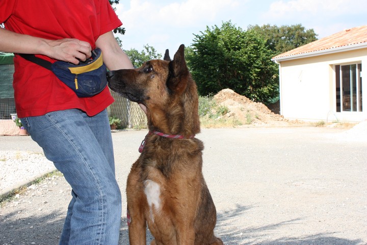 MIKY xMalinois 2FVP751 doit partir avant cet hiver !!!! Miky10