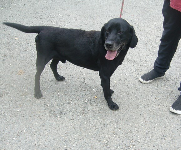 NOAH  -  croisé Labrador  11  ans  (3 ans de refuge) -  REFUGE DE L'ANGOUMOIS A MORNAC  (16) Noah_310