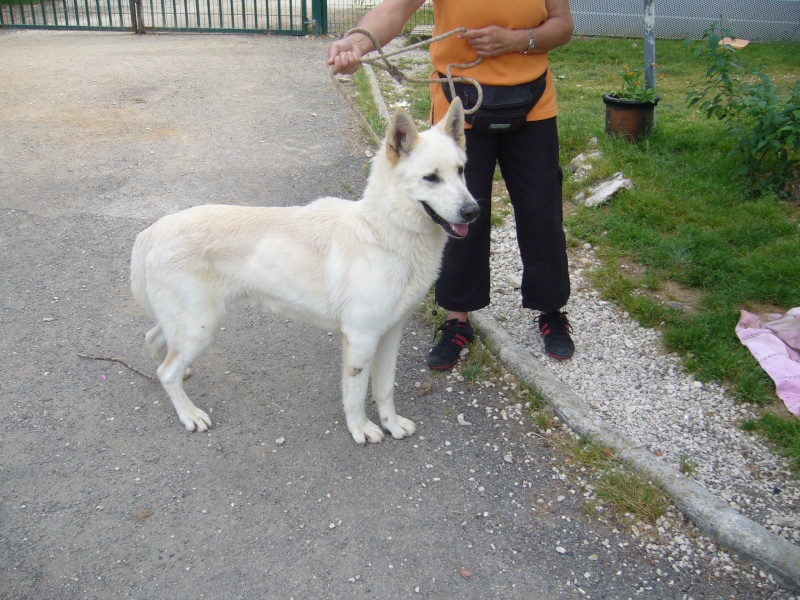 DOKY Berger Blanc Suisse 250269602428981 P1170310