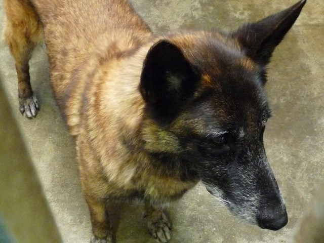 VIC Malinois 2DLY336 Vic3_c10