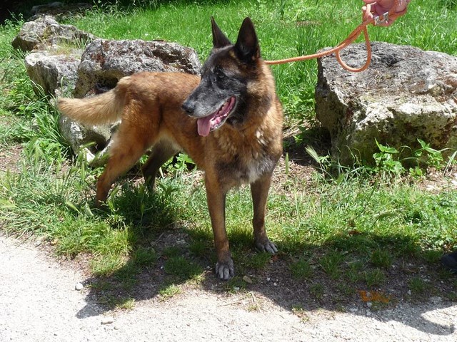 VIC Malinois 2DLY336 Vic_co10