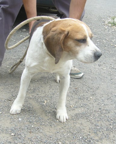 VALEO - x beagle 10 ans - en FA pour le refuge de l'Angoumois à Mornac (16) X_beag10