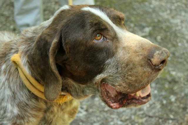 ZEUS - braque allemand 12 ans - Refuge de l'Angoumois à Mornac (16) Zeus2_11