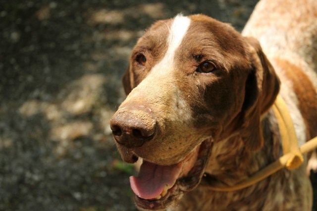 ZEUS - braque allemand 12 ans - Refuge de l'Angoumois à Mornac (16) Zeus5_10