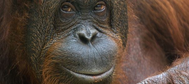 Le droit au travers des espèces Orang-10