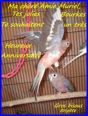 Joyeux Anniversaire Muriel Opale Joyeux Anniversaire Muriel Opale
