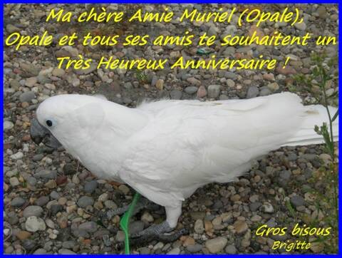Joyeux Anniversaire Muriel Opale Joyeux Anniversaire Muriel Opale
