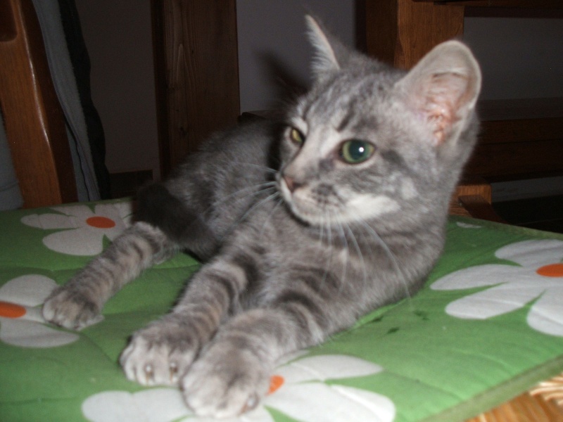 adoption du 10 01 2011 chaton gris fany Ciboul20