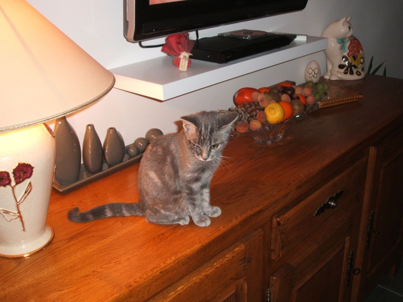 adoption du 10 01 2011 chaton gris fany Ciboul24