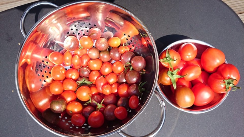 Solanaceae - Tomaten & Chili, aber auch Petunien und andere Schönheiten ;) - Seite 14 Tomate12