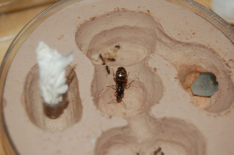 Phasmes, fourmis et compagnie... Lasius12