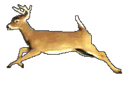 Pis comment ca s'passe au chevreuil vous autres ... 00deer14