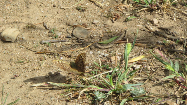 Tabac d’Espagne (argynnis paphia) Img_5811