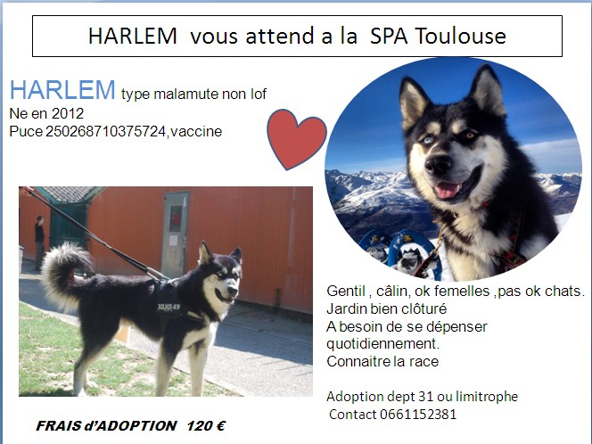 Harlem husky (m) 2012/ok femelles Adoption dans le 31 ou dept limitrophe pour le suivi ADOPTE  Harlem14