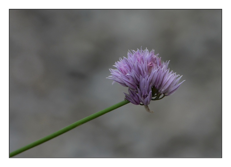 Petites fleurs de fin d'été. 2014-098