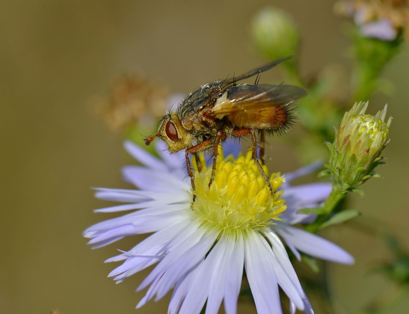 Divers insectes. _aaa4812