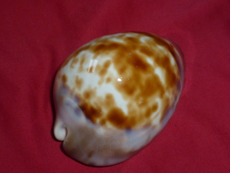 Zoila venusta roseopunctata - L. Raybaudi, 1985 P1100513