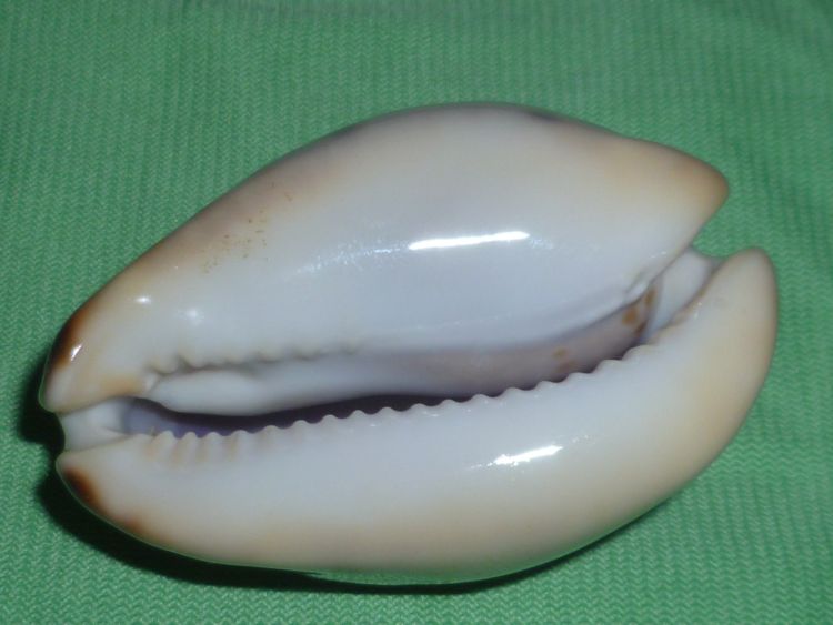 Zoila venusta roseopunctata - L. Raybaudi, 1985 P1100738