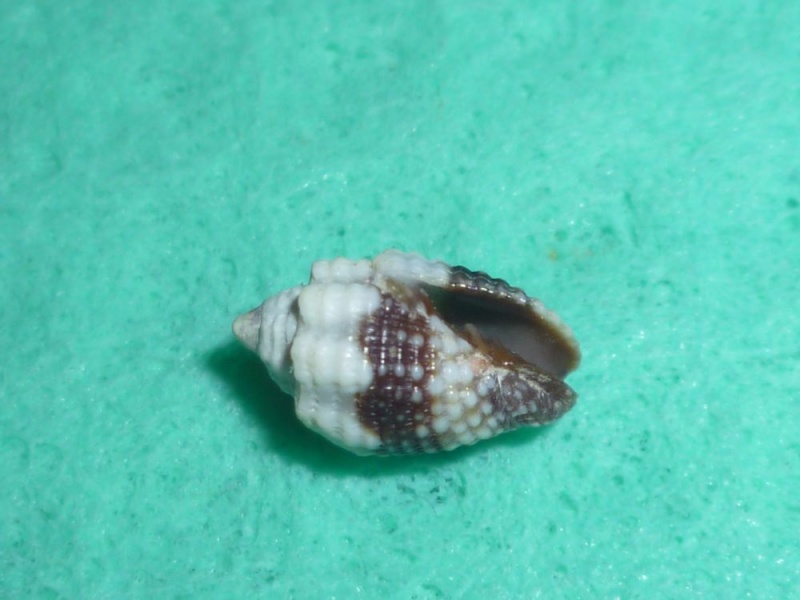 Mitridae - sous-famille provisoire - Condylomitra tuberosa (Reeve, 1845)  P1110352