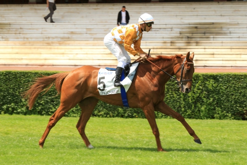 Jean - MAISONS-LAFFITTE R1 - QUINTE - JEUDI 25/09/2014 Naloud10