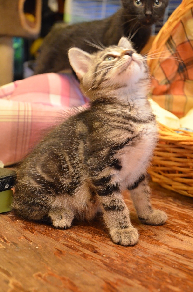 Jervais, mâle, 20.07.2014, brown tabby  Dsc_1818