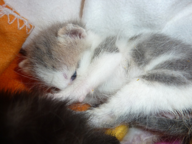 2 chatons nés début septembre...... P1160016