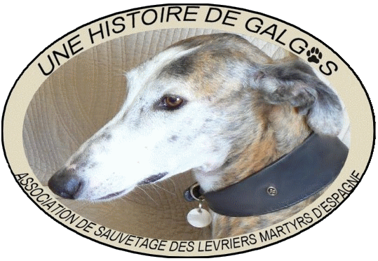 FORUM UNE HISTOIRE DE GALGOS