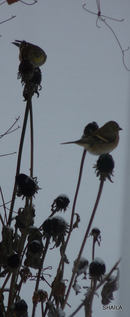 Oiseaux 2014 /2015 P1540317