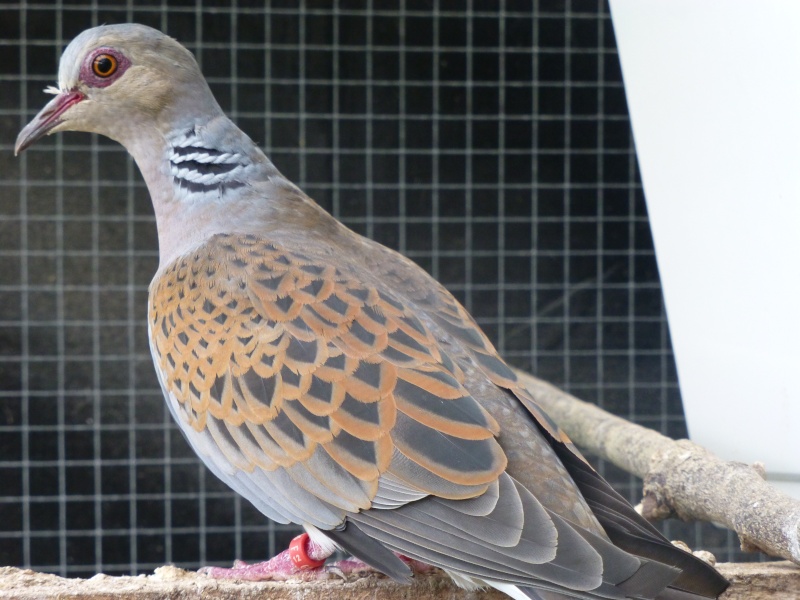 La tourterelle des bois (Streptopelia turtur). 310