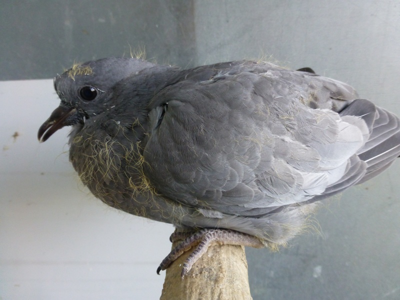 Le pigeon colombin (Columba oenas). A16