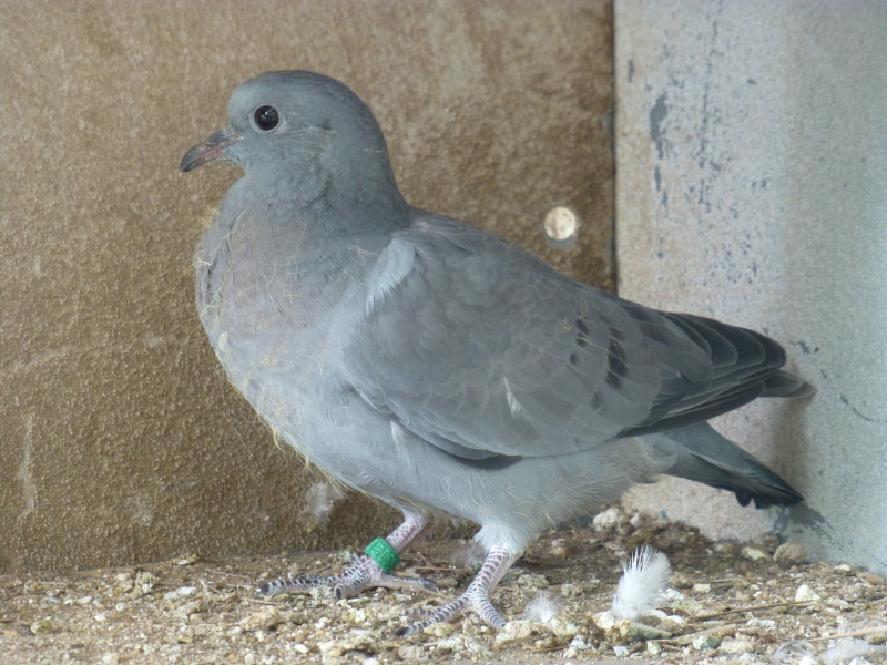 Le pigeon colombin (Columba oenas). A18