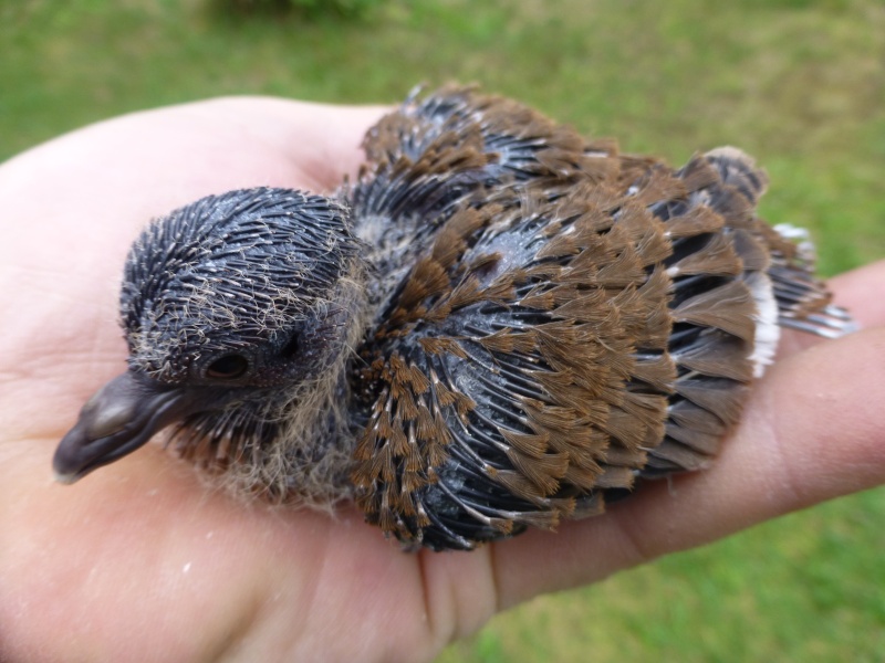 Jeune tourterelle de la Martinique en photo (Z. aurita).  B110