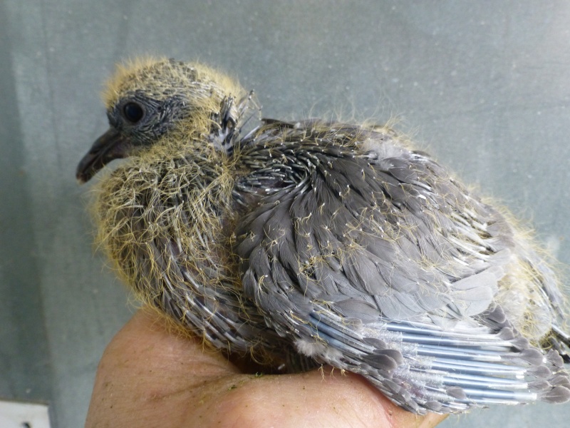 Le pigeon colombin (Columba oenas). B13