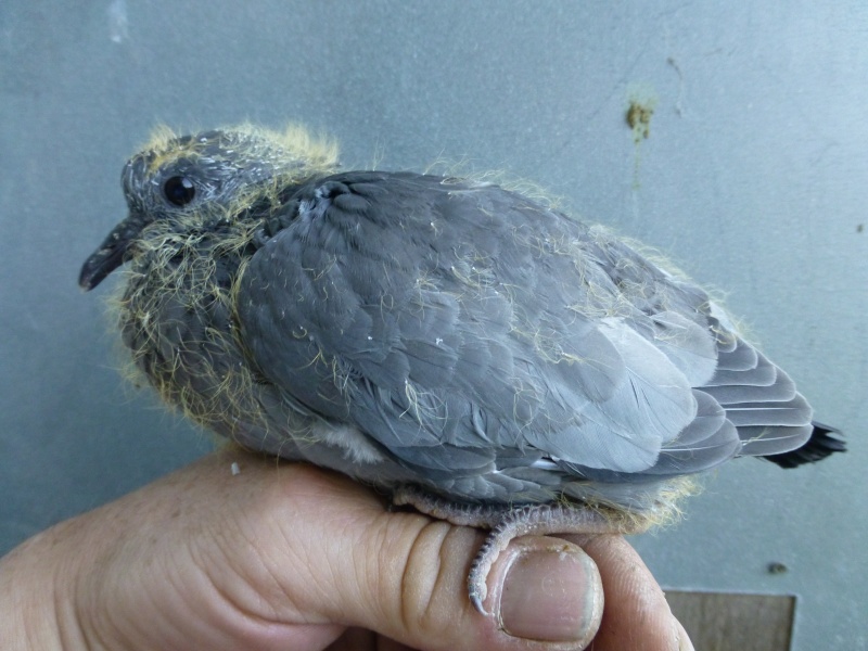 Le pigeon colombin (Columba oenas). B15