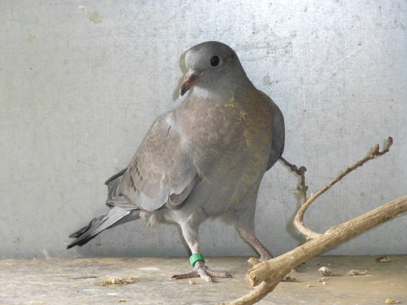 Le pigeon colombin (Columba oenas). B18