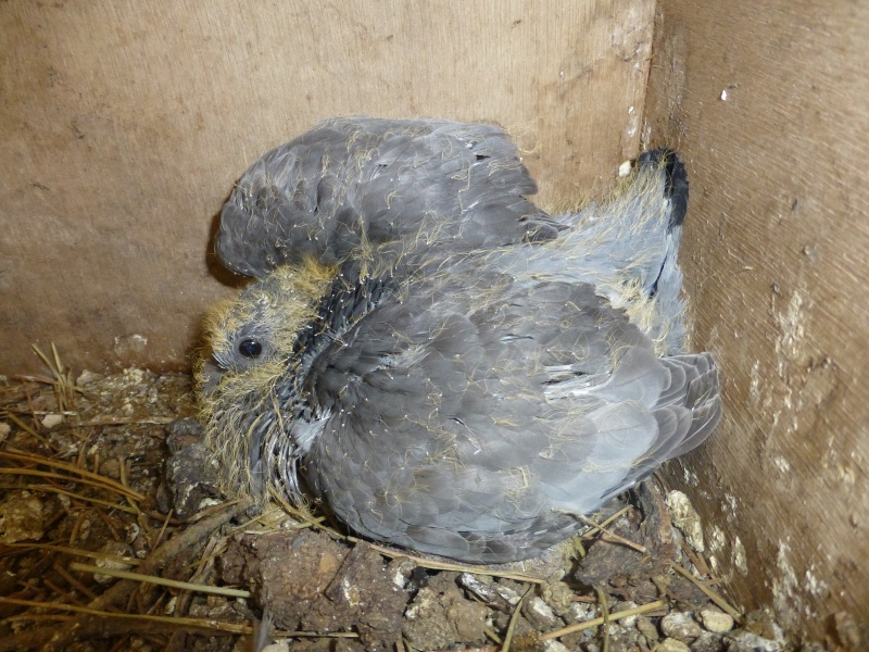 Le pigeon colombin (Columba oenas). C13