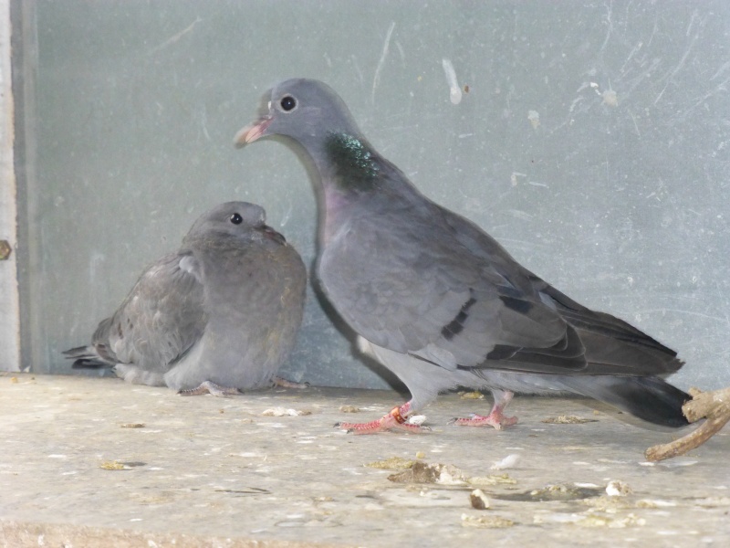 Le pigeon colombin (Columba oenas). C16
