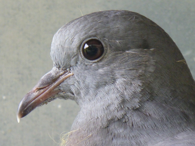 Le pigeon colombin (Columba oenas). C17